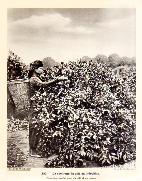 Thiếu nữ dân tộc thiểu số hái cà phê.