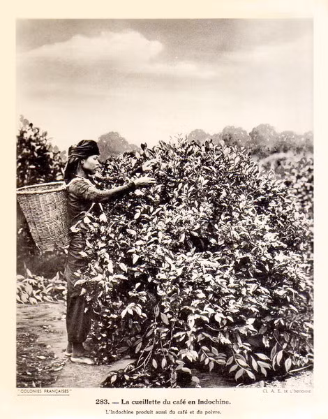 Thiếu nữ dân tộc thiểu số hái cà phê.