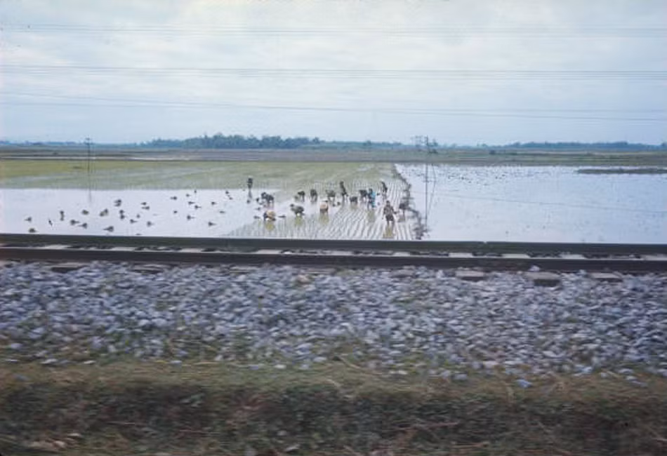 Nông dân làm việc trên cánh đồng lúa bên Quốc lộ 1.