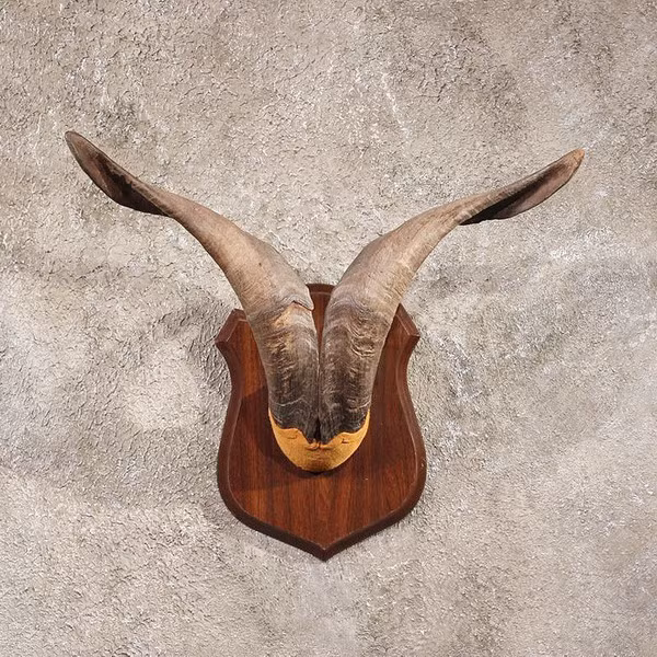 Trong văn hóa dân gian Âu – Mỹ, sừng dê là biểu tượng cho sức sinh sản và sự phồn thịnh.