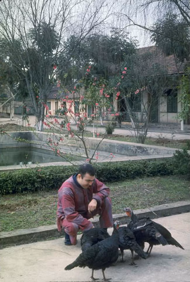 Một phi công Mỹ - Trung úy Joseph Crecca - cho gà Tây ăn trong trại giam ở Hà Nội.