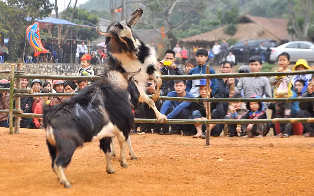 Các hội chọi dê vừa là sự kiện cộng đồng giúp bà con nâng cao đời sống văn hoá tinh thần, vừa khuyến khích tăng gia chăn nuôi, phát triển kinh tế, cải thiện cuộc sống.