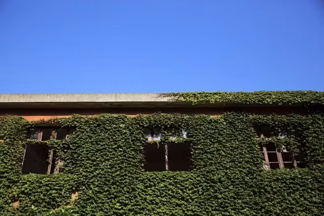 Mỗi năm trôi qua, dây leo lại mọc bao phủ thêm các ngôi nhà như ‘nuốt chửng’ chúng trong sắc xanh tươi tốt.