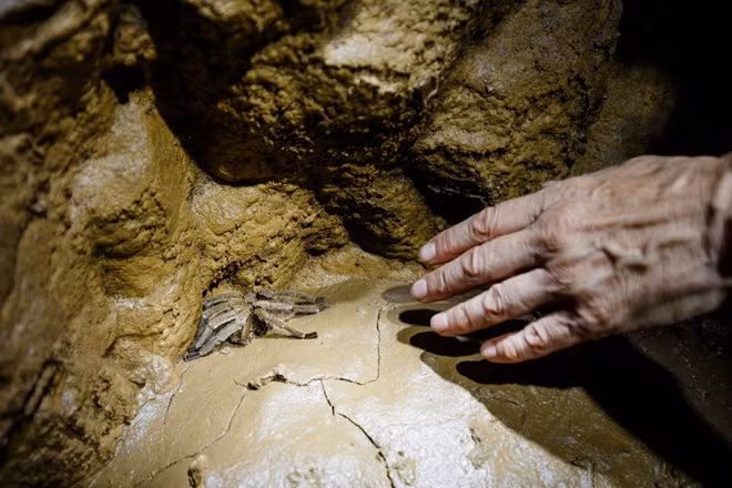 Trong bộ ảnh của Ryan Deboodt, có những bức chưa từng được công bố rộng rãi bên ngoài. Những bức ảnh về bộ xương hoá thạch động vật hoặc loài nhện sinh sống trong hang Sơn Đoòng được Ryan Deboodt ghi lại rất rõ nét.