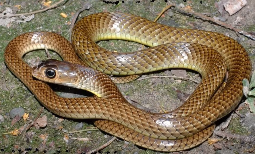 Rắn chuột hay Dhaman. Dhaman là loại rắn có tốc độ di chuyển nhanh nhất ở Ấn Độ nhưng lại là mồi ăn yêu thích cho loài rắn hổ mang chúa Ấn Độ. Rắn hổ mang: 1,8m Rắn hổ mang Ấn Độ được dân địa phương gọi là Nag hai Naja, là một trong những loài rắn nguy hiểm nhất dược tìm thấy ở Ấn Độ và là một trong 4 loài rắn chết người nổi tiếng được ghi nhận tại quốc gia này.