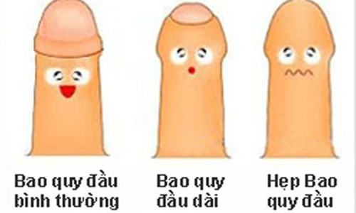 Bao quy đầu. Bao quy đầu không vô dụng như mọi người vẫn nghĩa. Nó là tấm màng giúp bảo vệ lỗ niệu đạo khỏi các chất bản, vi khuẩn bên ngoài. Bao quy đầu cũng bảo vệ chức năng sinh sản. Nếu không có bao quy đầu, quy đầu cọ sát với các vật như quần, và phát triển một lớp da dày làm giảm độ nhạy cảm của chính nó.
