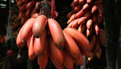 Chuối là một trong những trái cây được tiêu thụ nhiều nhất. Dù vậy, chuối đỏ mới thật sự phổ biến trong những năm gần đây với hàm lượng dinh dưỡng được đánh giá cao. Nếu so sánh với chuối vàng, chuối đỏ mang lại nhiều lợi ích sức khỏe vượt trội hơn.