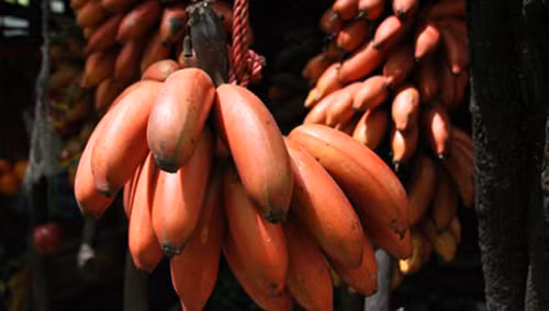 Chuối là một trong những trái cây được tiêu thụ nhiều nhất. Dù vậy, chuối đỏ mới thật sự phổ biến trong những năm gần đây với hàm lượng dinh dưỡng được đánh giá cao. Nếu so sánh với chuối vàng, chuối đỏ mang lại nhiều lợi ích sức khỏe vượt trội hơn.