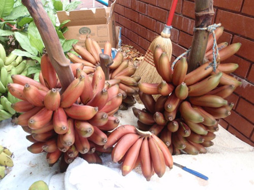 Cung cấp năng lượng. Chuối đỏ giúp cung cấp nguồn năng lượng nhanh chóng, nếu bạn đang cảm thấy đói hoặc mệt mỏi, một quả chuối đỏ sẽ nhanh chóng giúp bạn lấy lại năng lượng. Nó rất thích hợp để dùng cho bữa sáng, giúp bạn khỏe mỗi ngày.