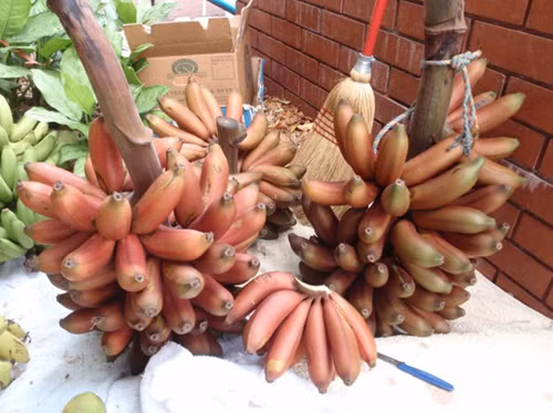 Cung cấp năng lượng. Chuối đỏ giúp cung cấp nguồn năng lượng nhanh chóng, nếu bạn đang cảm thấy đói hoặc mệt mỏi, một quả chuối đỏ sẽ nhanh chóng giúp bạn lấy lại năng lượng. Nó rất thích hợp để dùng cho bữa sáng, giúp bạn khỏe mỗi ngày.