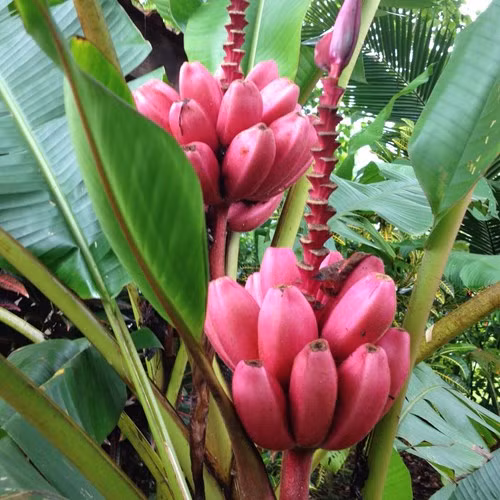 Chuối đỏ cũng được đánh giá chứa lượng calo ít hơn so với các loại trái cây khác. Chính vì vậy, ăn chuối mang lại cảm giác no song cơ thể lại không phải nạp quá nhiều calo. Bằng cách này, bạn sẽ nhanh chóng giảm cân nếu biết kết hợp luyện tập hợp lý.