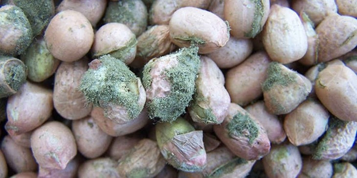 Aflatoxin có tính ổn định, không dễ hòa tan trong nước, chịu được nhiệt độ cao. Nhiệt độ ly giải là 280°C nên rất khó để loại bỏ độc tính của aflatoxin bằng cách rửa bằng nước hoặc đun sôi.