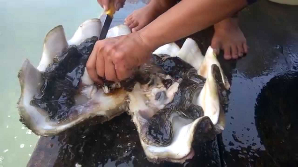 Lớp màng áo của sò tai tượng nối với hai ống dẫn ra môi trường bên ngoài: một ống hút nước vào trong và hấp thụ phù du trôi nổi, ống còn lại đưa nước đã lọc ra bên ngoài. Mỗi ngày sò tai tượng có thể lọc đến cả trăm lít nước.