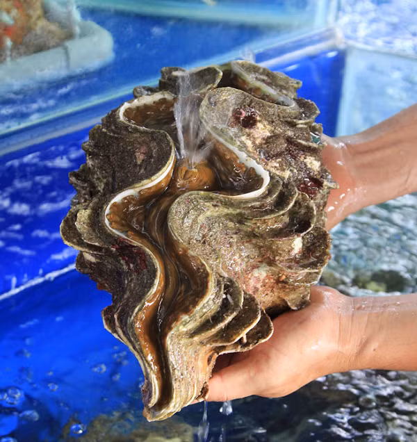 Đối với những loại sò nhỏ chỉ 5-20 kg/con thì thợ lặn sẽ dùng xà beng chọt, nạy ra và mang lên tàu cạy bỏ thịt để lấy vỏ bán. Còn loại sò lớn nặng cả trăm kg/con thì phải 2-3 thợ lặn thay nhau đục, nạy… sau đó sẽ dùng neo tàu móc vào để máy kéo lên. Thậm chí có con phải dùng cần cẩu để đưa lên khỏi mặt nước vì chúng quá nặng.