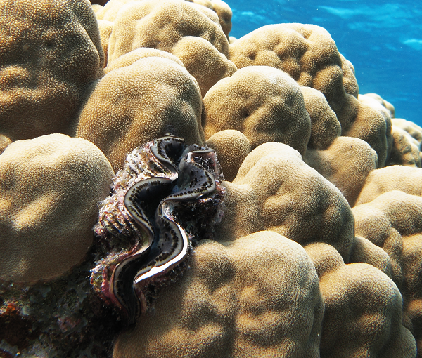 Sò tai tượng khổng lồ đạt đến kích cỡ to lớn của mình nhờ cách tiêu thụ đường và protein sản xuất ra từ hàng tỉ cá thể tảo sống trong mô của nó. Ngược lại, chúng cung cấp cho những cá thể tảo này một nơi lưu trú an toàn, thường xuyên tiếp xúc với ánh sáng mặt trời để quang hợp.