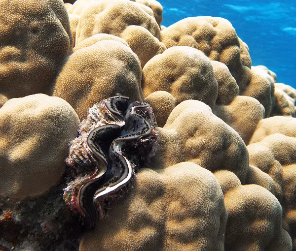 Sò tai tượng khổng lồ đạt đến kích cỡ to lớn của mình nhờ cách tiêu thụ đường và protein sản xuất ra từ hàng tỉ cá thể tảo sống trong mô của nó. Ngược lại, chúng cung cấp cho những cá thể tảo này một nơi lưu trú an toàn, thường xuyên tiếp xúc với ánh sáng mặt trời để quang hợp.