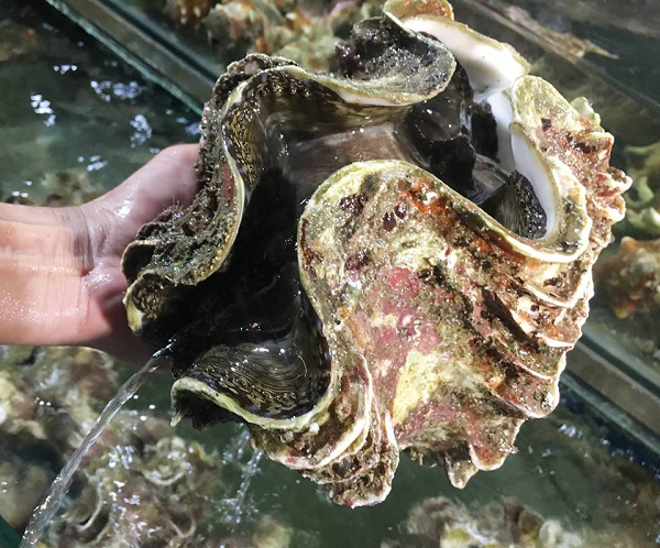 Sò tai tượng khổng lồ là loài lưỡng tính, chúng có cả cơ quan sinh dục đực và cái, nhưng không thể tự thụ tinh. Sò tai tượng khổng lồ đẻ trứng và phóng tinh trùng ra nước và được thụ tinh bởi con trai khác.