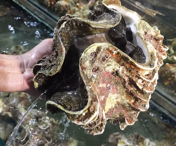 Sò tai tượng khổng lồ là loài lưỡng tính, chúng có cả cơ quan sinh dục đực và cái, nhưng không thể tự thụ tinh. Sò tai tượng khổng lồ đẻ trứng và phóng tinh trùng ra nước và được thụ tinh bởi con trai khác.