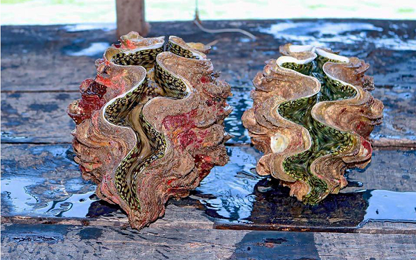 Giá bán sò tai tượng phụ thuộc vào kích cỡ và trọng lượng vỏ, dao động từ 10 - 60 triệu đồng/con. Trung bình với mỗi chuyến khai thác sò tai tượng, các tàu kiếm được khoảng từ 500-700 triệu đồng/chuyến, thậm chí có thể lên đến tiền tỷ.