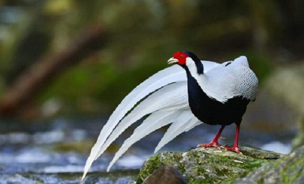 Thông thường phải mất gần 2 năm tuổi, quá trình “biến hình” của gà lôi trống mới thành thục hẳn. Lúc đó mào có màu đen dài, cằm và họng đen; bụng hơi xanh đen (hoặc trắng), phần lông còn lại màu trắng; chân có màu đỏ tía.