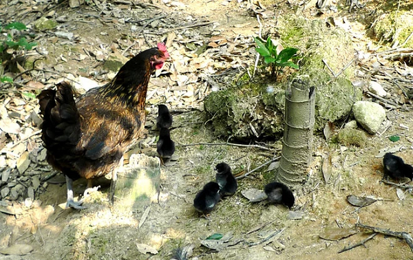 Khoảng hai mươi ngày sau, số trứng lạ đó rốt cục cũng đã nở. Thế nhưng hình dạng của đám "gà con" kia lại khiến chàng trai hết sức bất ngờ vì không hề giống những chú gà con thông thường.