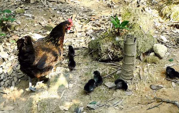 Khoảng hai mươi ngày sau, số trứng lạ đó rốt cục cũng đã nở. Thế nhưng hình dạng của đám "gà con" kia lại khiến chàng trai hết sức bất ngờ vì không hề giống những chú gà con thông thường.