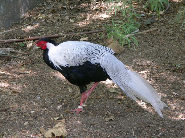 Ngoại hình của gà lôi trắng khá lớn với kích thước một con trưởng thành trung bình dài khoảng 125 cm.