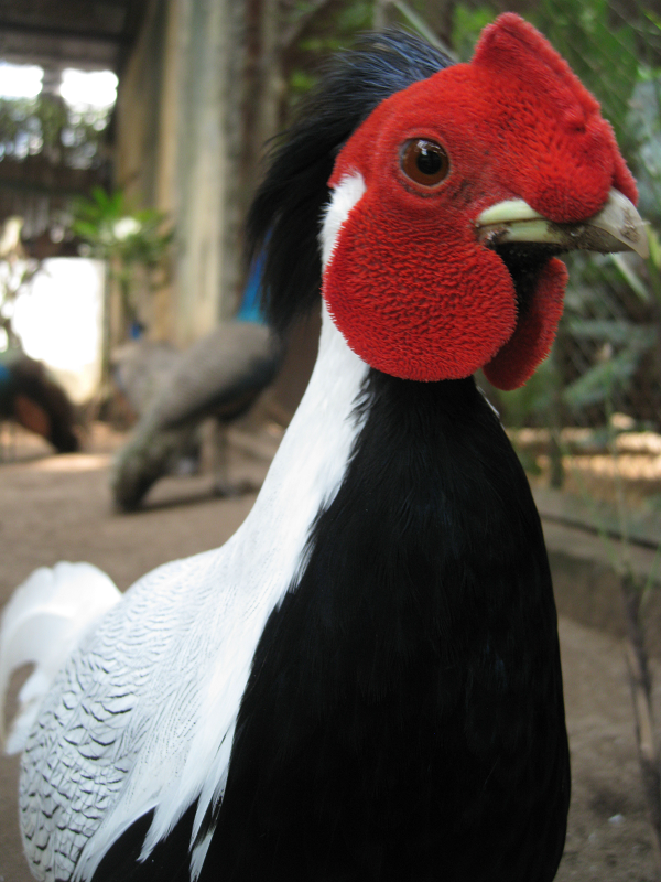 Chúng tập trung theo bầy đàn và đi dọc các khe suối trong các khu rừng gỗ thưa. Tính trung bình mỗi đàn không quá 10 con. Chúng khá dễ sống, đi cả ngày và ít khi nghỉ ngơi.