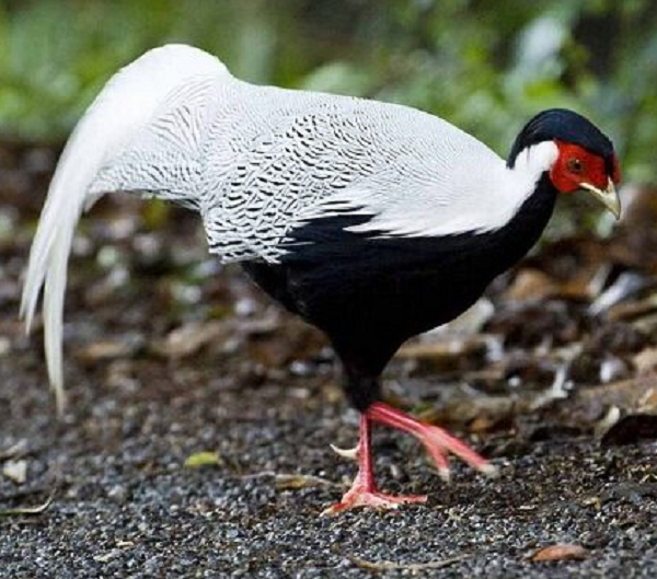 Gà lôi trắng có bộ lông màu trắng đặc trưng rất đẹp. Chúng thường sinh sống ở trong các khu rừng nguyên sinh và thứ sinh. Trước đây, các nhà khoa học và người dân miền núi đã bắt gặp chúng tại những khu rừng có độ cao từ 500m cho đến 1.000m.