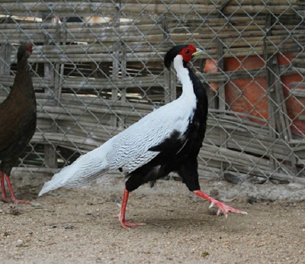 Gà lôi trắng hay còn gọi là chim lôi trắng, tên khoa học là Lophura nycthemera. Giống này thoạt nhìn trông khá giống với chim công, khiến nhiều người nhầm tưởng. Chúng thuộc họ chim trĩ, bộ nhà gà.