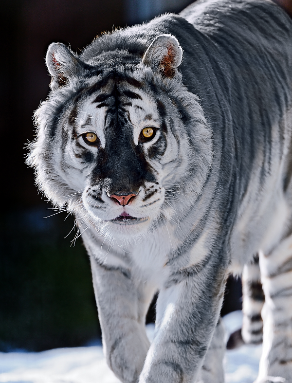 Chúng được xếp vào nhóm các sinh vật kỳ bí và được cho là đã ghi nhận tại các tỉnh Phúc Kiến của Trung Quốc (hổ Hoa Nam), tại Hàn Quốc (hổ Siberia) và Việt Nam (Trong dân gian và quan niệm của người dân).