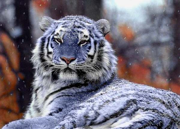 Từ Maltese có nghĩa là loài mèo có bộ lông màu xanh lam. Nhiều con mèo có màu lông như vậy xuất hiện ở Malta và vì thế trong trường hợp này, hoàn toàn có thể có màu lông hổ như vậy.