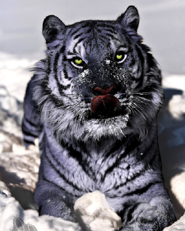 Những câu chuyện khác ở tỉnh Tuyên Quang cũng có kể về một con hổ xám bị thọt và đặc biệt là câu chuyện về Thần Hổ xám khổng lồ ở Thanh Hóa.