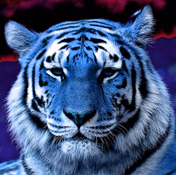 Một vài báo cáo khác về chúng cũng xuất hiện ở Myanmar. Nếu loài hổ này tồn tại thực sự thì rất có thể màu sắc của nó đến từ những đột biến trong di truyền.