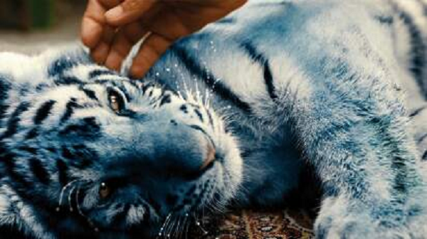 Ở Việt Nam, vào những năm 1950 tại Chí Linh, Hải Dương, du kích đã từng bắn được một con hổ xám nặng 1,2 tạ, trước đó nó đã bắt một con lợn sề và đàn lợn con, làm bị thương đến chết 1 người phụ nữ.