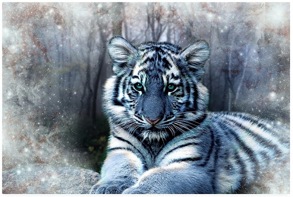 Theo những mô tả trong cuốn sách, con hổ xanh rất đẹp. Màu sắc tinh tế, phía dưới thân hình có màu xanh xám nhạt và các sọc cũng rõ ràng như các con hổ bình thường.