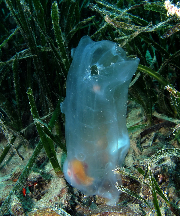 Cơ thể cá bống biển có dạng sền sệt như keo. Chúng di chuyển bằng cách co người lại, kéo nước ở đầu phía trước và đẩy nước ra phía sau như lực đẩy phản lực.