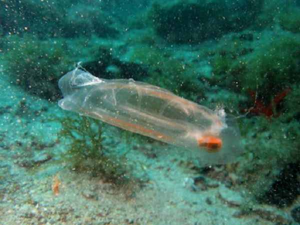 Với cơ thể trong suốt này, cá bống biển dễ dàng ngụy trang và tránh được sự săn lùng của kè thù. Loài sinh vật này có cách sống khá độc đáo, tùy từng chu kỳ, chúng có thể sống ở dạng cá thể (đơn lẻ) hoặc dạng nhóm.