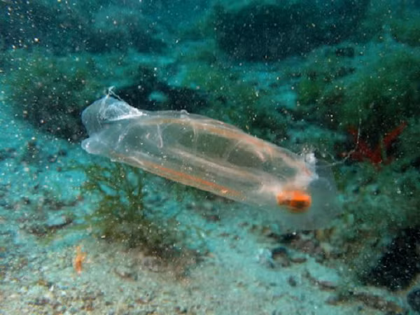 Với cơ thể trong suốt này, cá bống biển dễ dàng ngụy trang và tránh được sự săn lùng của kè thù. Loài sinh vật này có cách sống khá độc đáo, tùy từng chu kỳ, chúng có thể sống ở dạng cá thể (đơn lẻ) hoặc dạng nhóm.