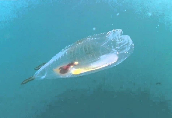 Chúng là một trong số những nhân tố đóng vai trò rất lớn trong quá trình làm sạch carbon dioxide trong đại dương, giúp Trái Đất khắc phục tình trạng biến đổi khí hậu.