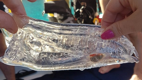 Với chu kỳ sống ở dạng nhóm, cá bống biển sẽ liên kết cơ thể của chúng thành một chuỗi lớn, cùng di chuyển, cùng ăn và cùng phát triển.