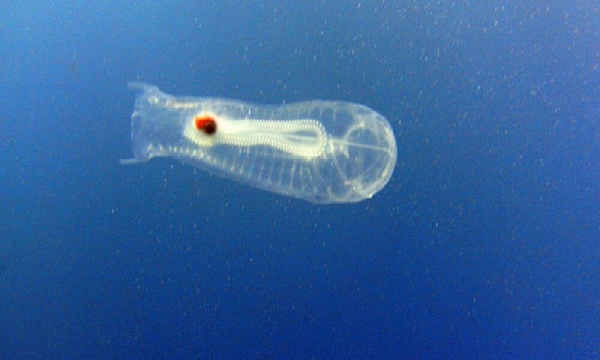 Để tìm hiểu về con vật kỳ lạ này, Fraser và bạn đã đi thuyền tới Viện Hải dương học thành phố và nhờ chuyên gia giải đáp. Chuyên gia sinh vật biển Deborah Cracknell đã nói với anh rằng đây là một loại cá biển có tên là Salpa maggiore hay còn gọi là cá bống biển.