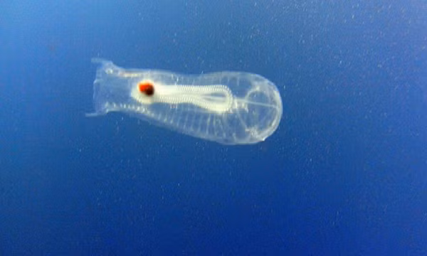 Để tìm hiểu về con vật kỳ lạ này, Fraser và bạn đã đi thuyền tới Viện Hải dương học thành phố và nhờ chuyên gia giải đáp. Chuyên gia sinh vật biển Deborah Cracknell đã nói với anh rằng đây là một loại cá biển có tên là Salpa maggiore hay còn gọi là cá bống biển.