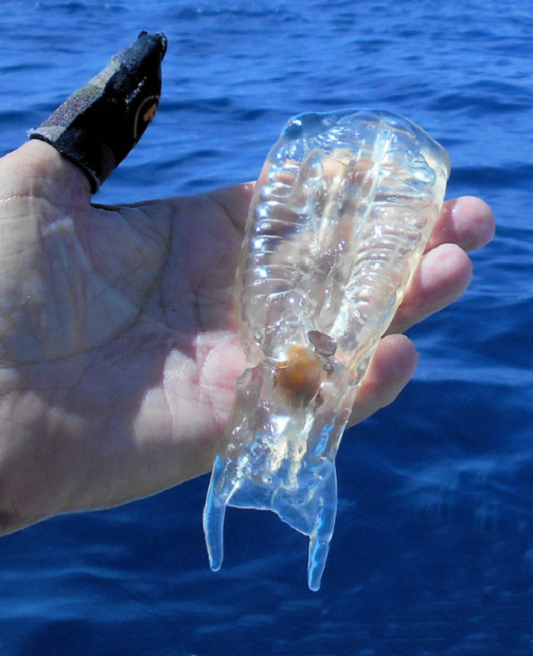 Thức ăn của cá bống biển là phù du, thế nhưng trong cơ thể trong suốt của chúng có 1 màng nhầy giúp làm sạch tất cả vật liệu có thể ăn được, lọc bỏ phần thừa.