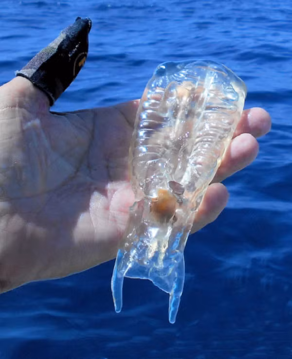 Thức ăn của cá bống biển là phù du, thế nhưng trong cơ thể trong suốt của chúng có 1 màng nhầy giúp làm sạch tất cả vật liệu có thể ăn được, lọc bỏ phần thừa.