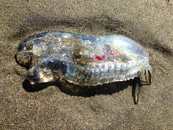 Cá bống biển thường được tìm thấy ở vùng biển lạnh, phía Nam đại dương. Chúng có cơ thể dạng ống, vảy cứng, cơ thể rắn chắc như thạch vậy.