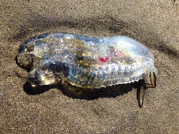 Cá bống biển thường được tìm thấy ở vùng biển lạnh, phía Nam đại dương. Chúng có cơ thể dạng ống, vảy cứng, cơ thể rắn chắc như thạch vậy.