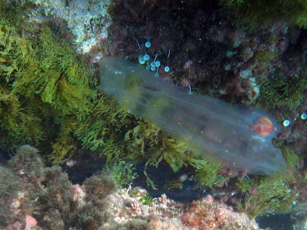 Chúng di chuyển bằng cách co thân mình và bơm nước vào thân. Chúng sống bằng cách căng thân để lấy nước và qua đó hút các loại phù du thành thức ăn.