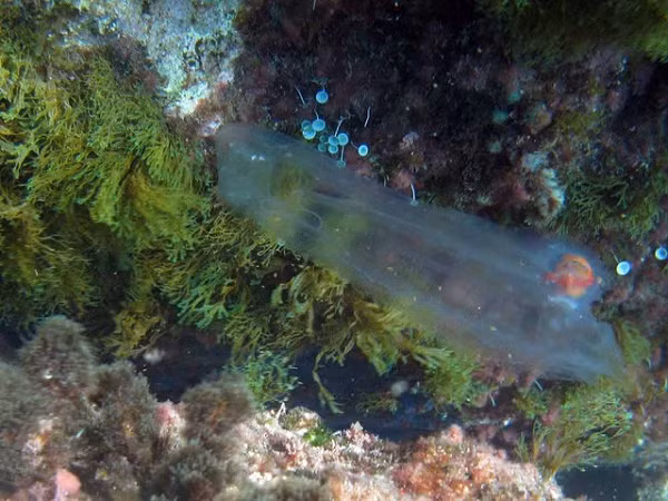 Chúng di chuyển bằng cách co thân mình và bơm nước vào thân. Chúng sống bằng cách căng thân để lấy nước và qua đó hút các loại phù du thành thức ăn.