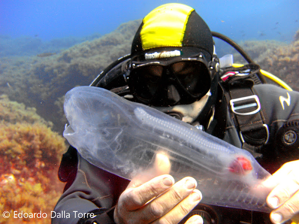 Điều này khiến Fraser và bạn rất ngạc nhiên, họ xem xét kỹ càng vẫn không thể xác định nguồn gốc của nó. Cuối cùng họ chụp ảnh của nó và đăng lên mạng tìm kiếm sự trợ giúp từ cộng đồng mạng. Tuy nhiên không một ai biết nó là sinh vật biển nào.